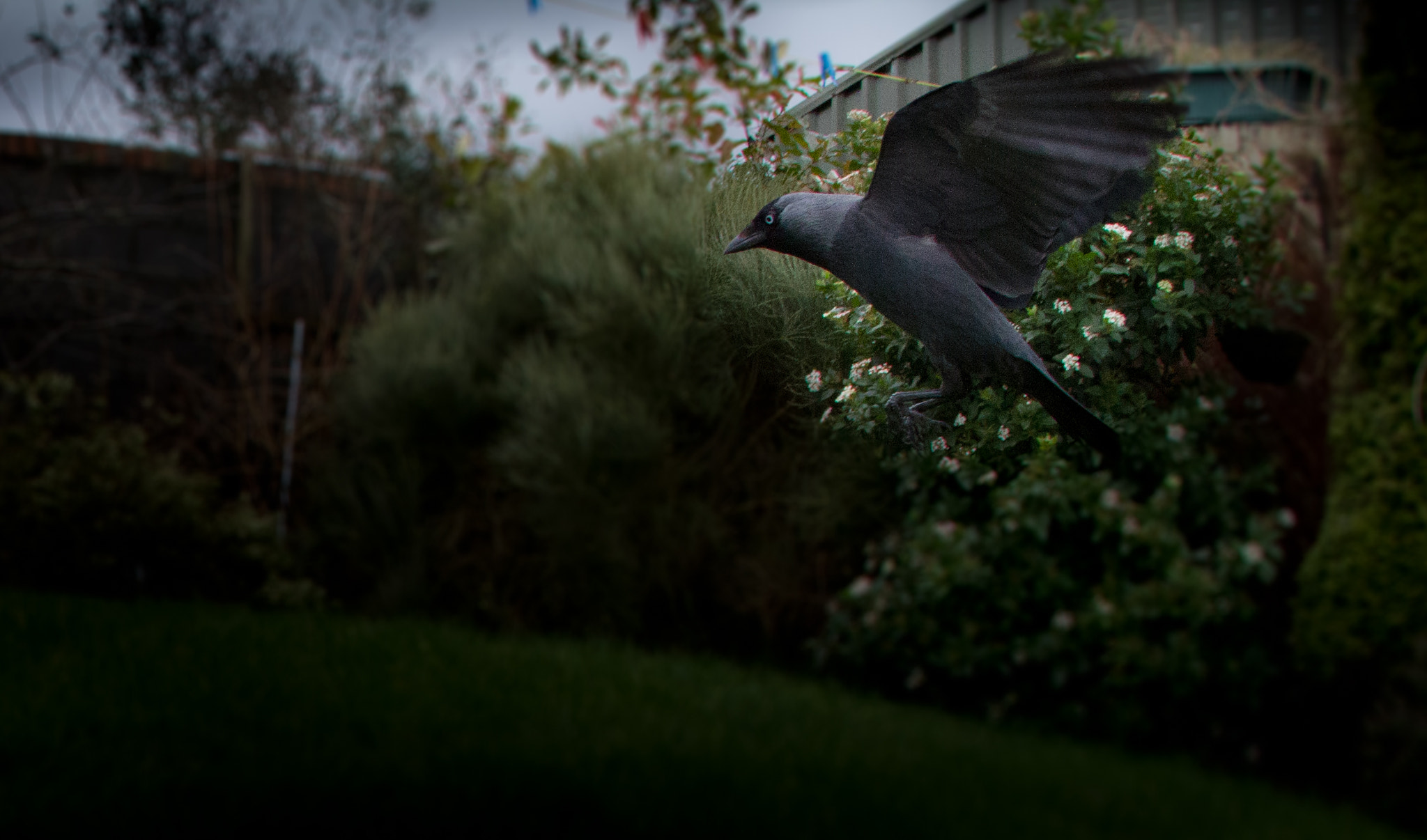Canon EOS 7D + Canon EF 15mm F2.8 Fisheye sample photo. Crow photography