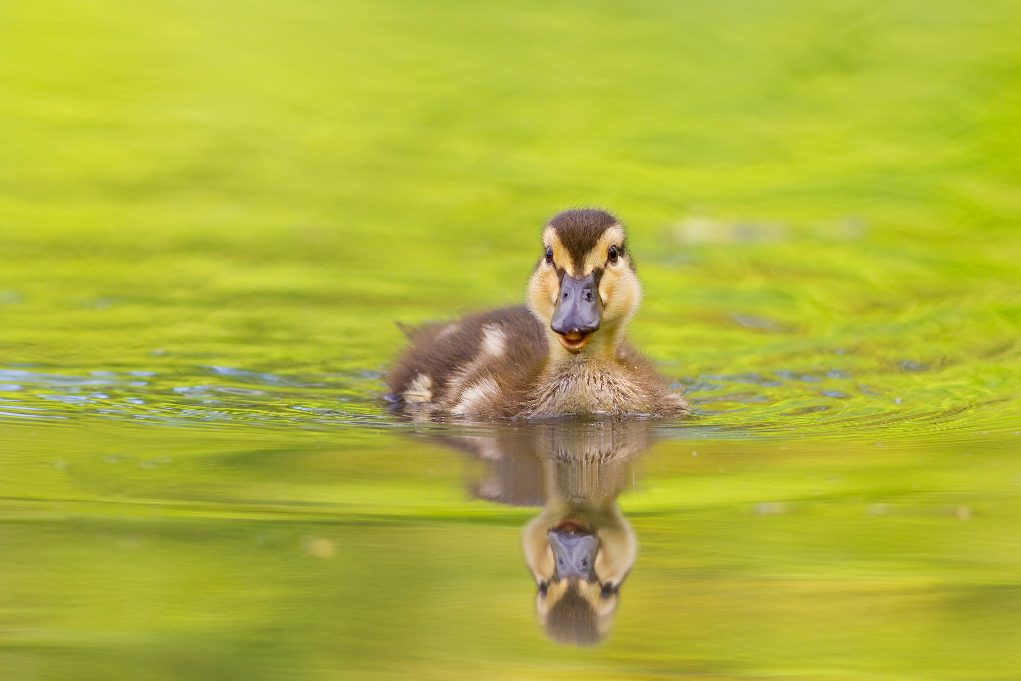 Canon EOS 550D (EOS Rebel T2i / EOS Kiss X4) + Canon EF 300mm F4L IS USM sample photo. Baby mallard swimming photography