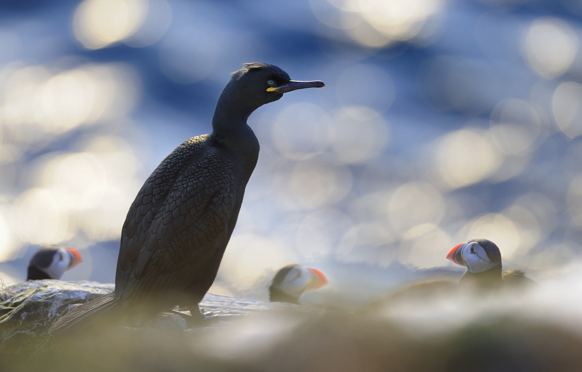 Nikon D3S + Nikon AF-S Nikkor 600mm F4D ED-IF II sample photo. European shag photography