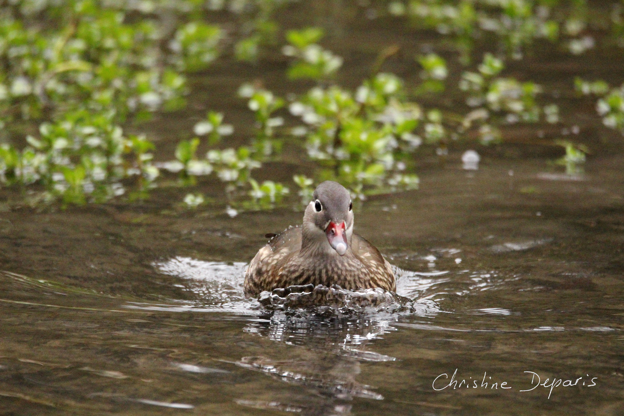 Sigma 150-600mm F5-6.3 DG OS HSM | C sample photo. Mandarin duck (female) photography