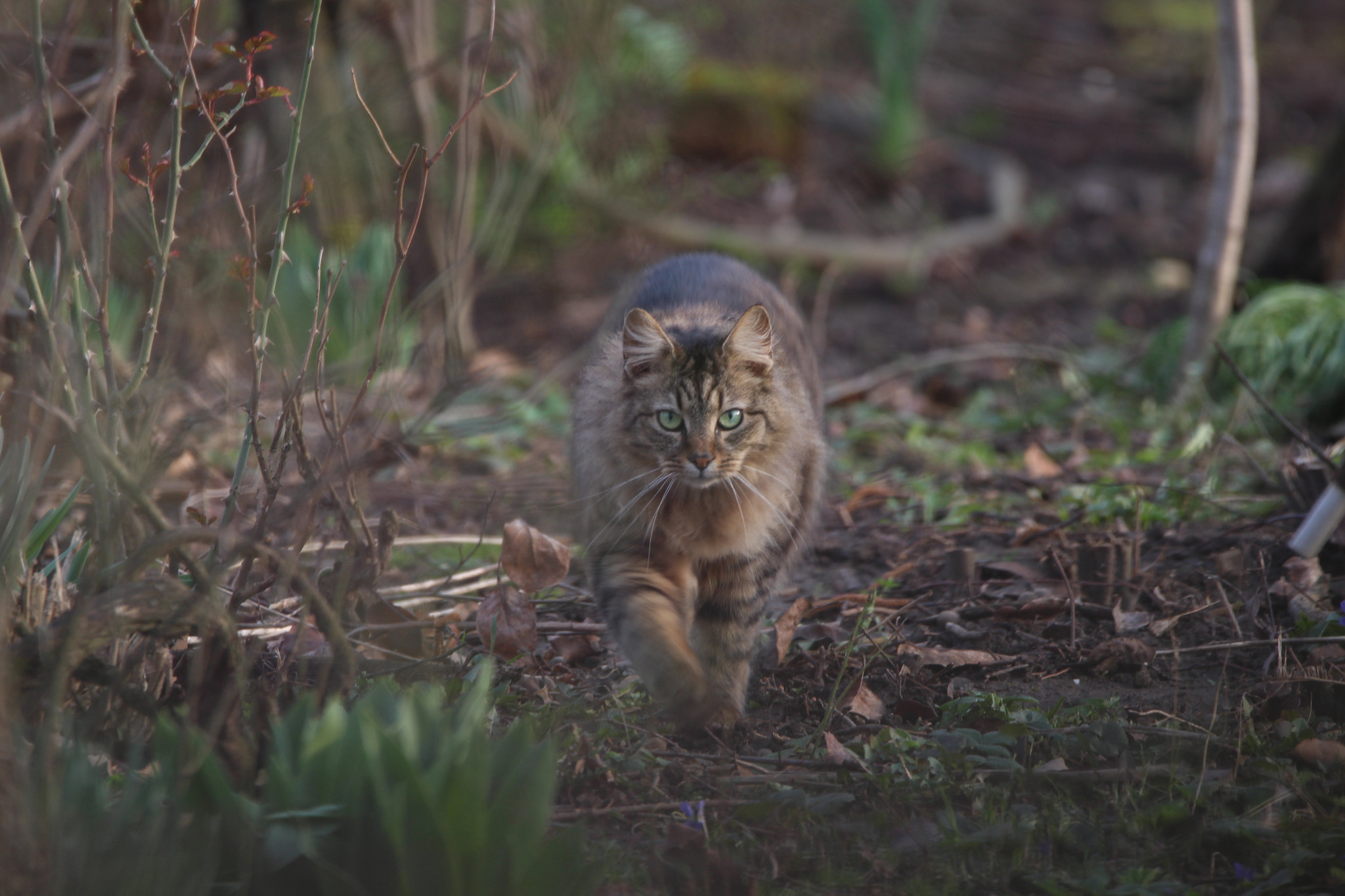 Sigma 150-600mm F5-6.3 DG OS HSM | C sample photo. Walk in the garden photography