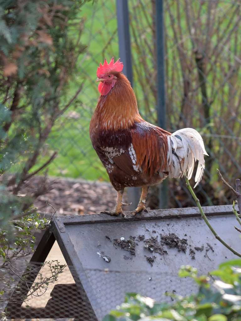 Nikon AF-S Nikkor 70-200mm F4G ED VR sample photo. Cock in the morning.jpg photography