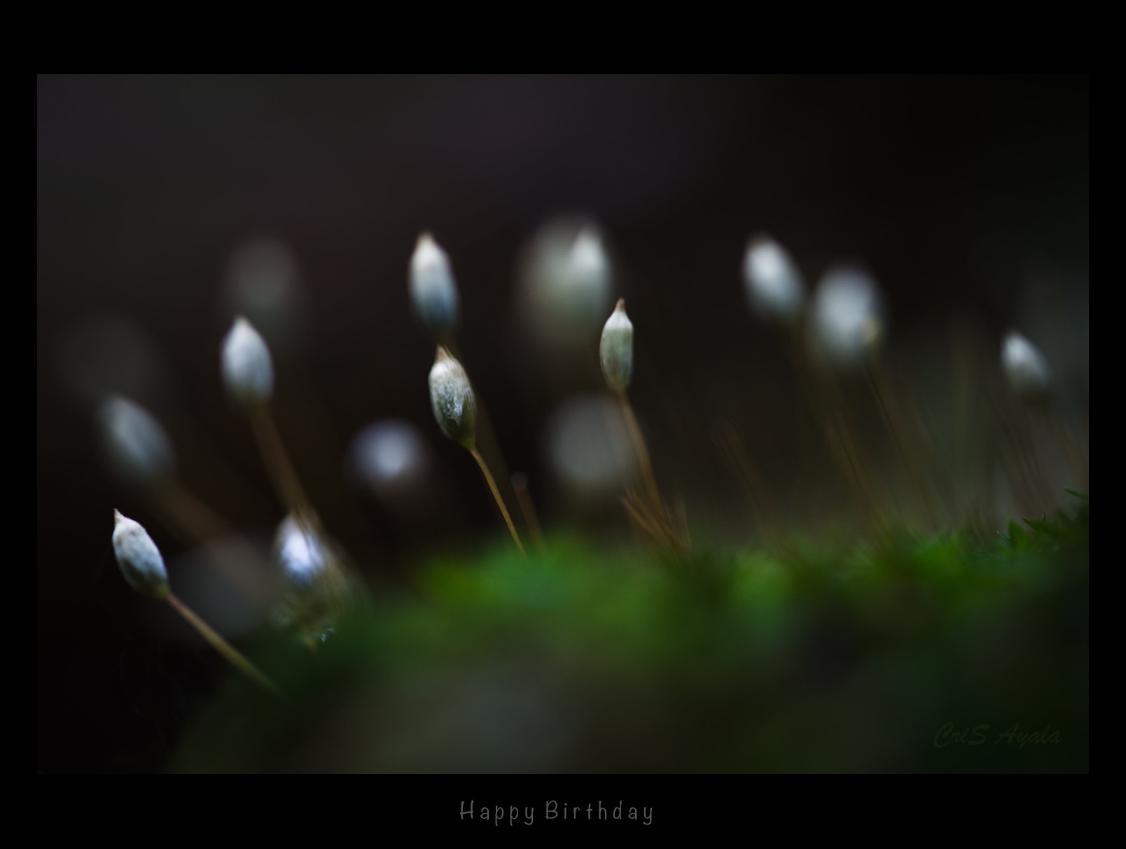 Nikon D4 sample photo. Happy birthday photography