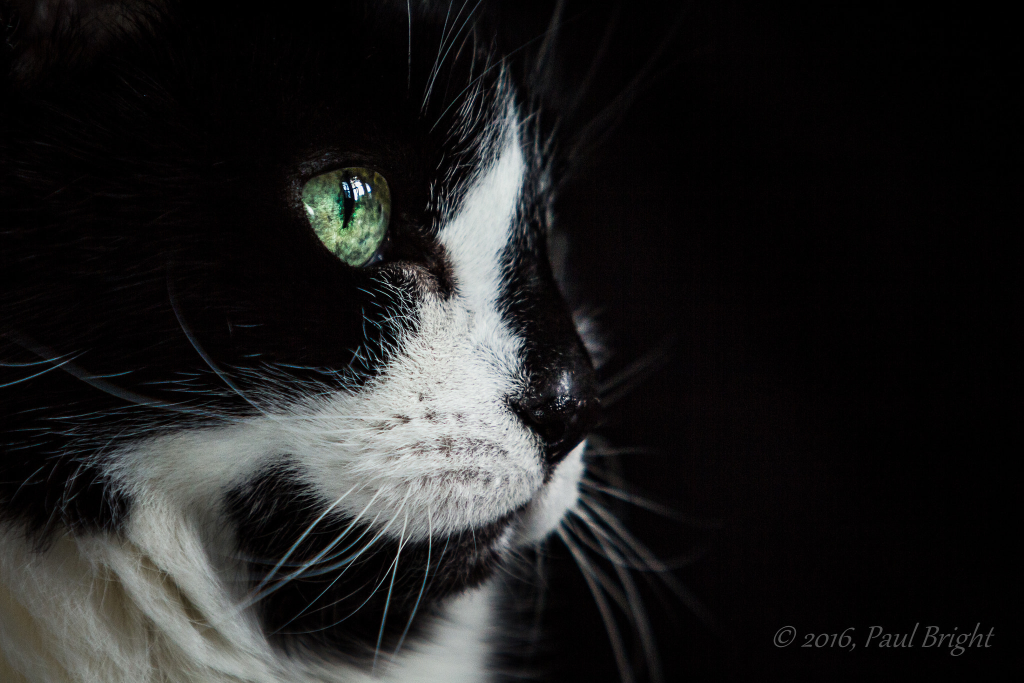 Canon EF 70-200mm F2.8L USM sample photo. Cat profile.jpg photography
