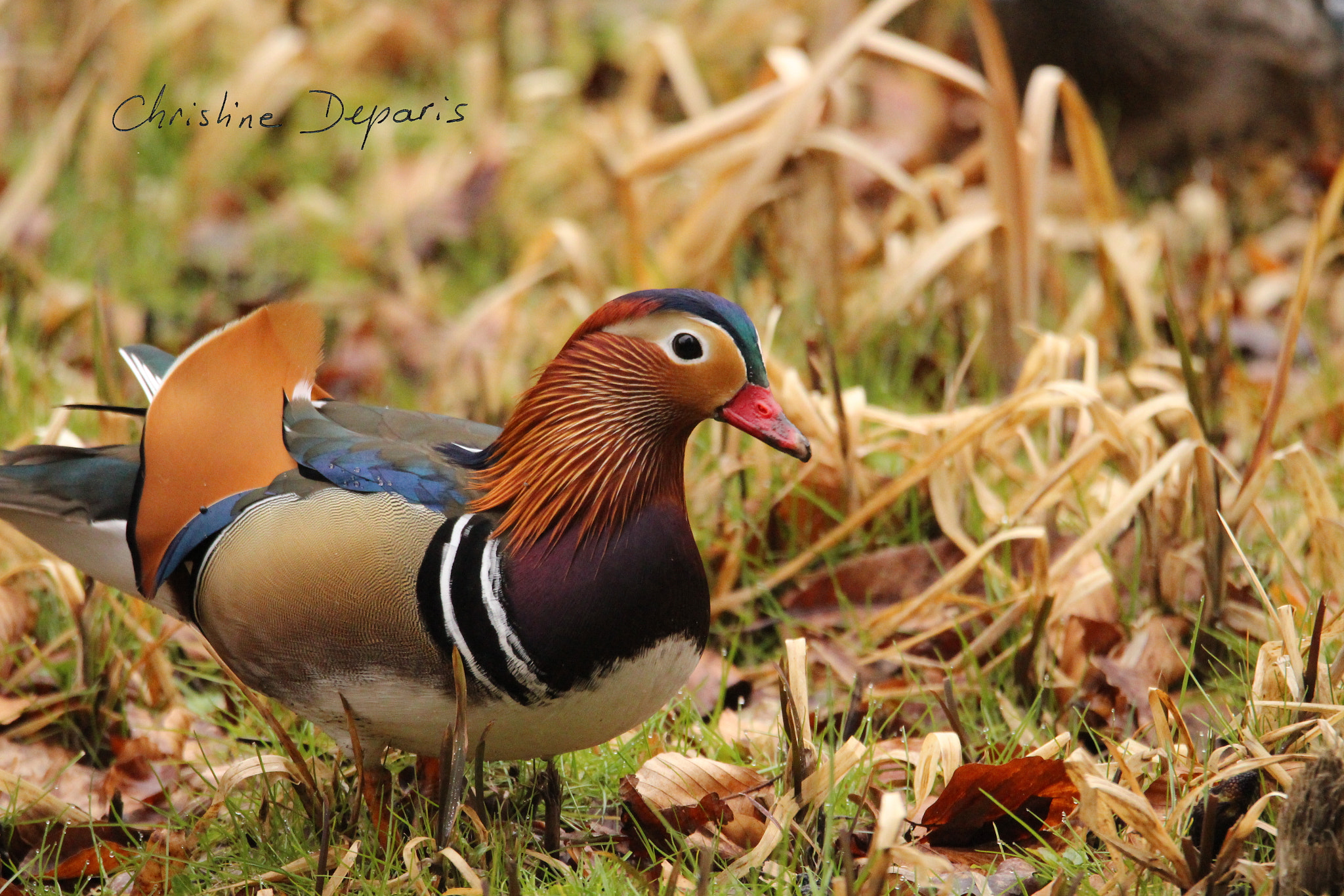 Sigma 150-600mm F5-6.3 DG OS HSM | C sample photo. Madarin duck photography