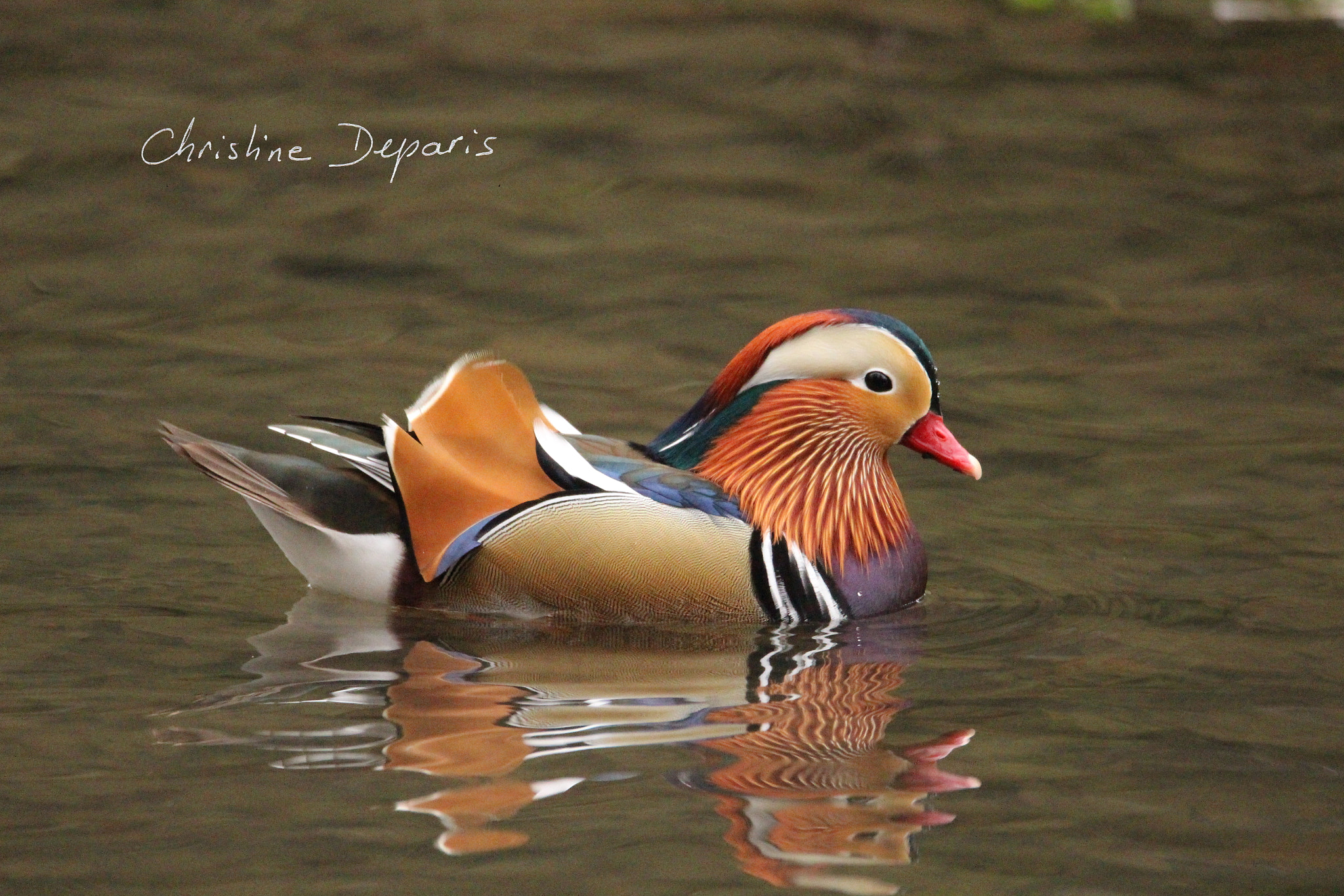 Sigma 150-600mm F5-6.3 DG OS HSM | C sample photo. Mandarin duck photography