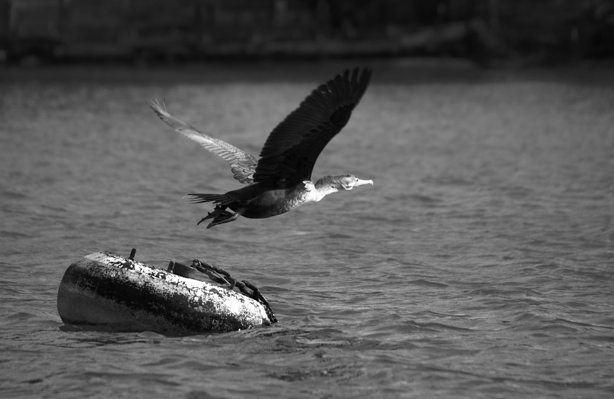Sigma 18-250mm F3.5-6.3 DC Macro OS HSM sample photo. Cormorant photography