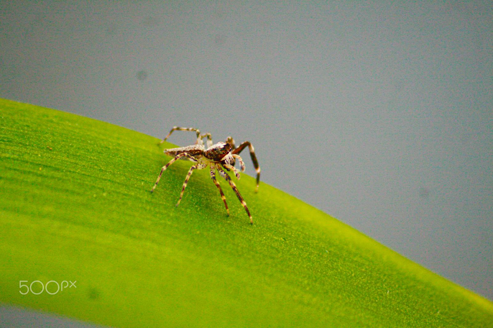 Canon EOS 400D (EOS Digital Rebel XTi / EOS Kiss Digital X) sample photo. Jumping spider photography