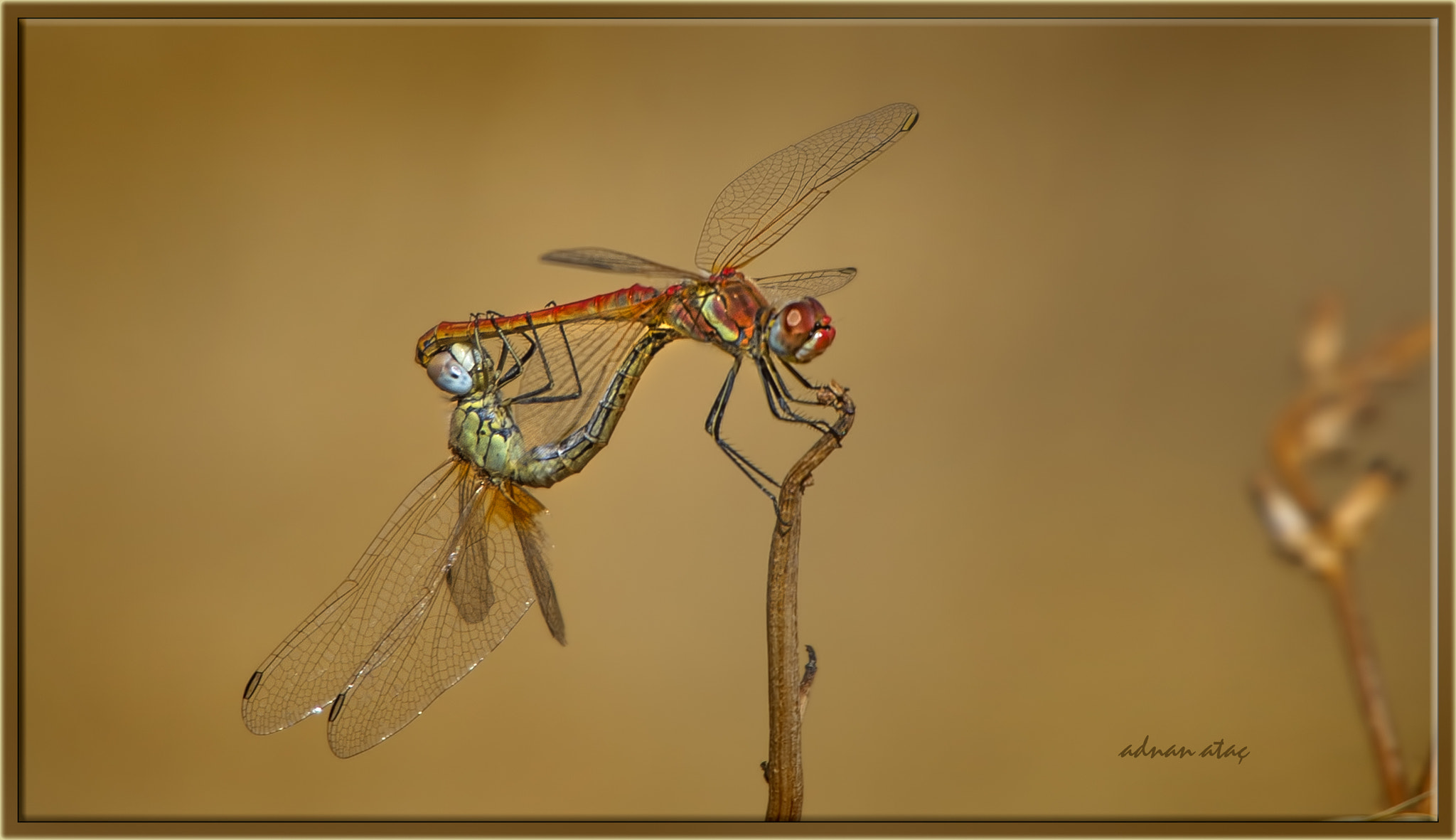 Nikon D4 + Sigma 50-500mm F4.5-6.3 DG OS HSM sample photo. Yusufcuk - dragonfly - anisoptera photography