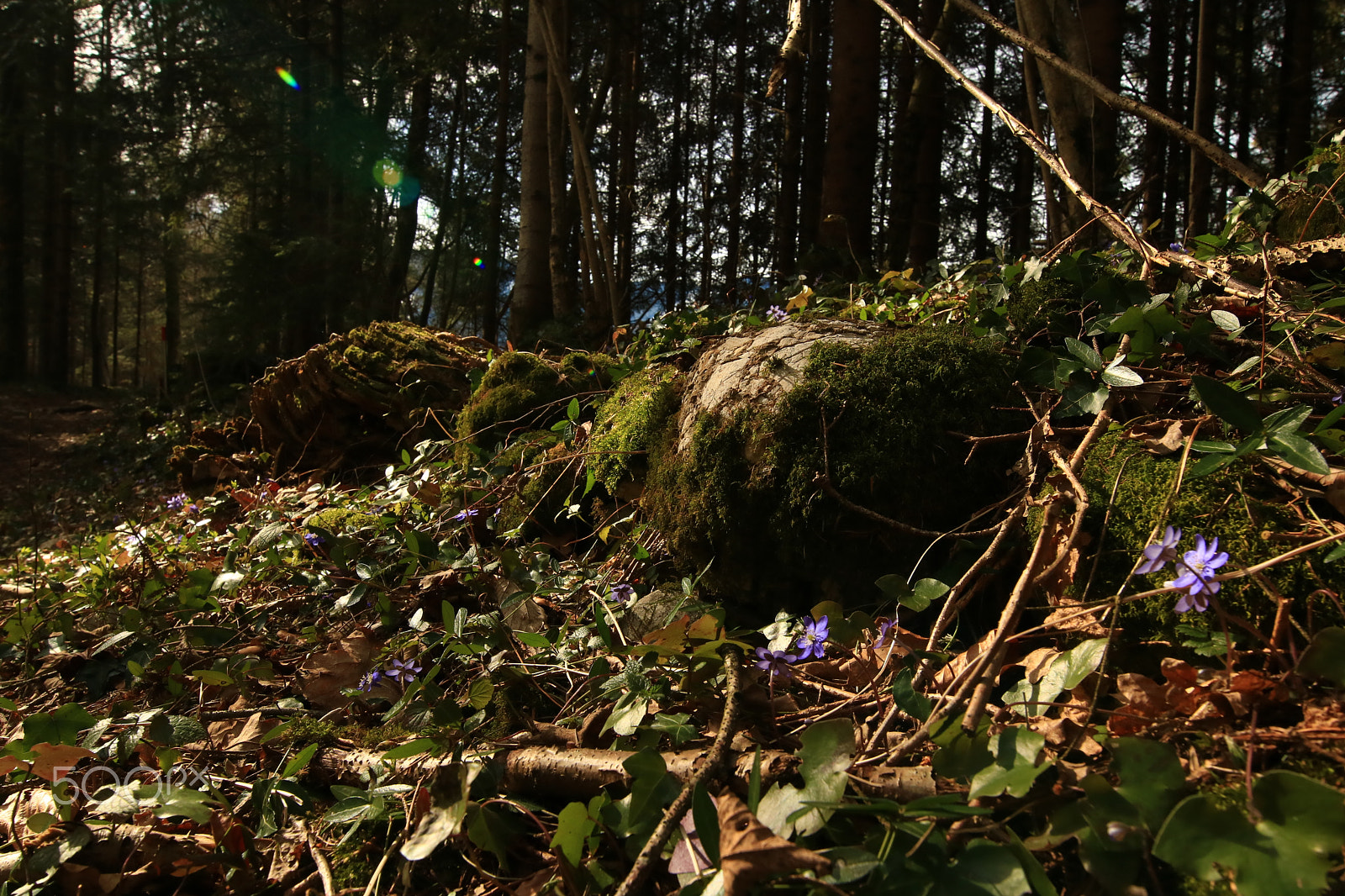 Canon EOS 750D (EOS Rebel T6i / EOS Kiss X8i) + Canon EF 300mm f/2.8L sample photo. Springtime photography