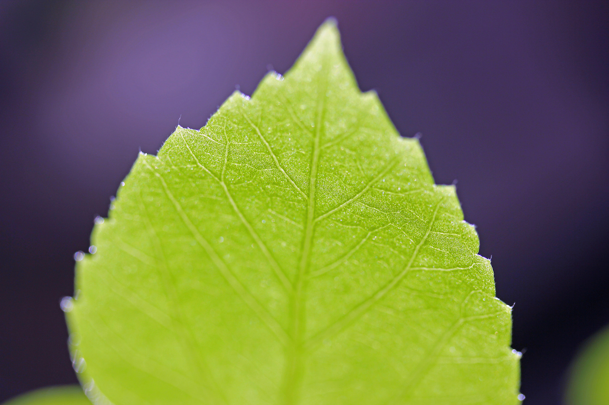 Canon EF-S 60mm F2.8 Macro USM sample photo. New leaf photography