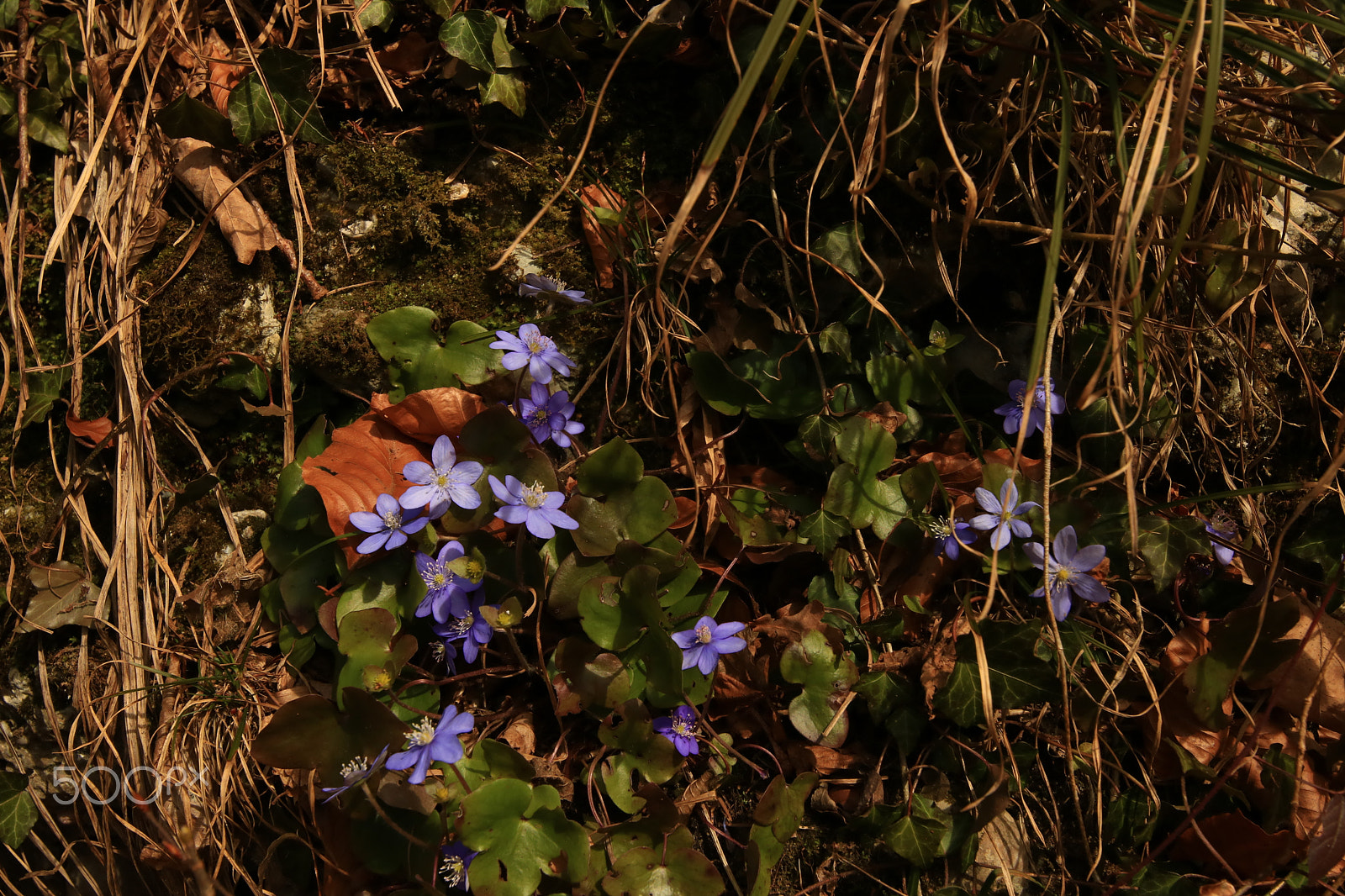 Canon EOS 750D (EOS Rebel T6i / EOS Kiss X8i) + Canon EF 300mm f/2.8L sample photo. Springtime photography