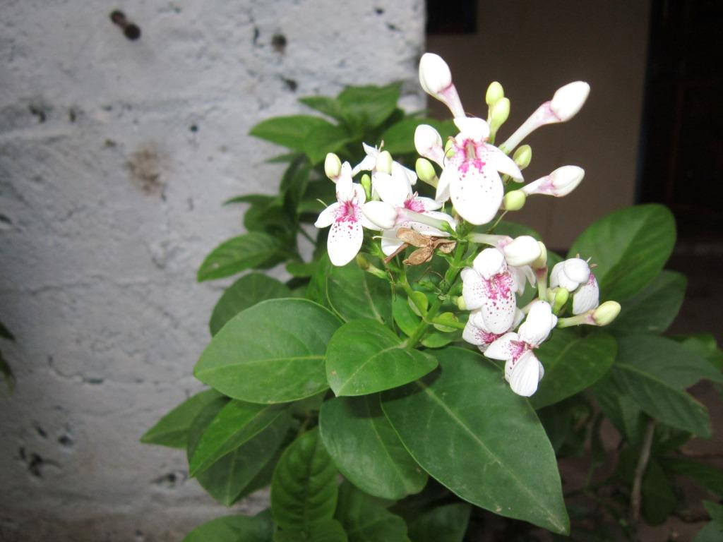 Canon PowerShot A3200 IS sample photo. Flower with blur effects. photography