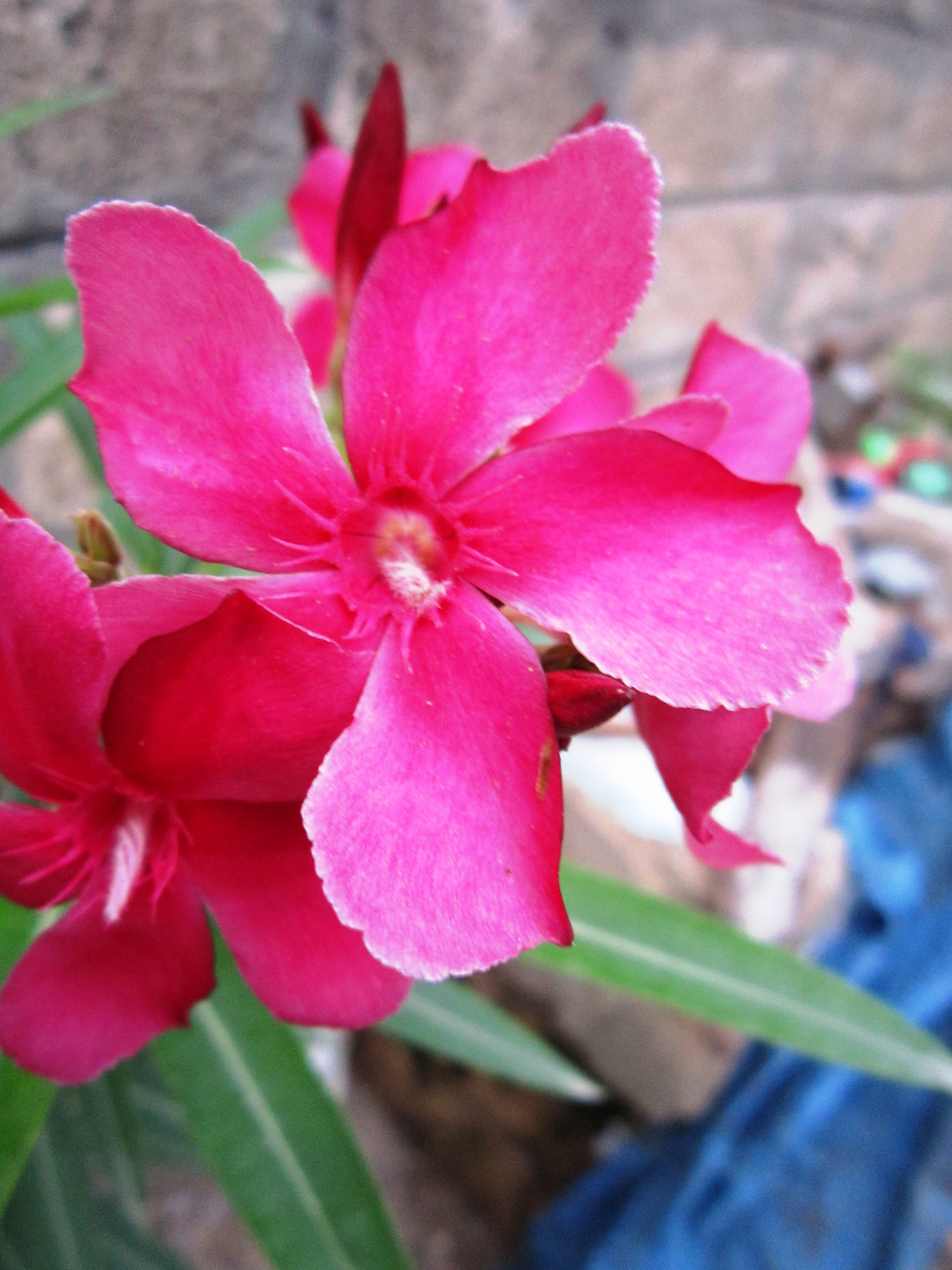 Canon PowerShot A3200 IS sample photo. Little pink flower. photography
