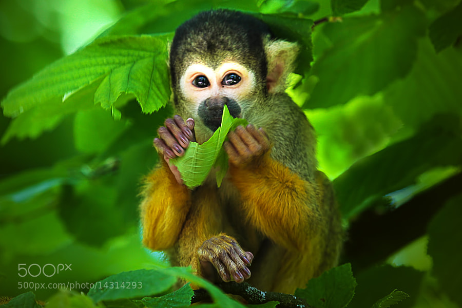 Little Monkey by Wim Bolsens of Belgium