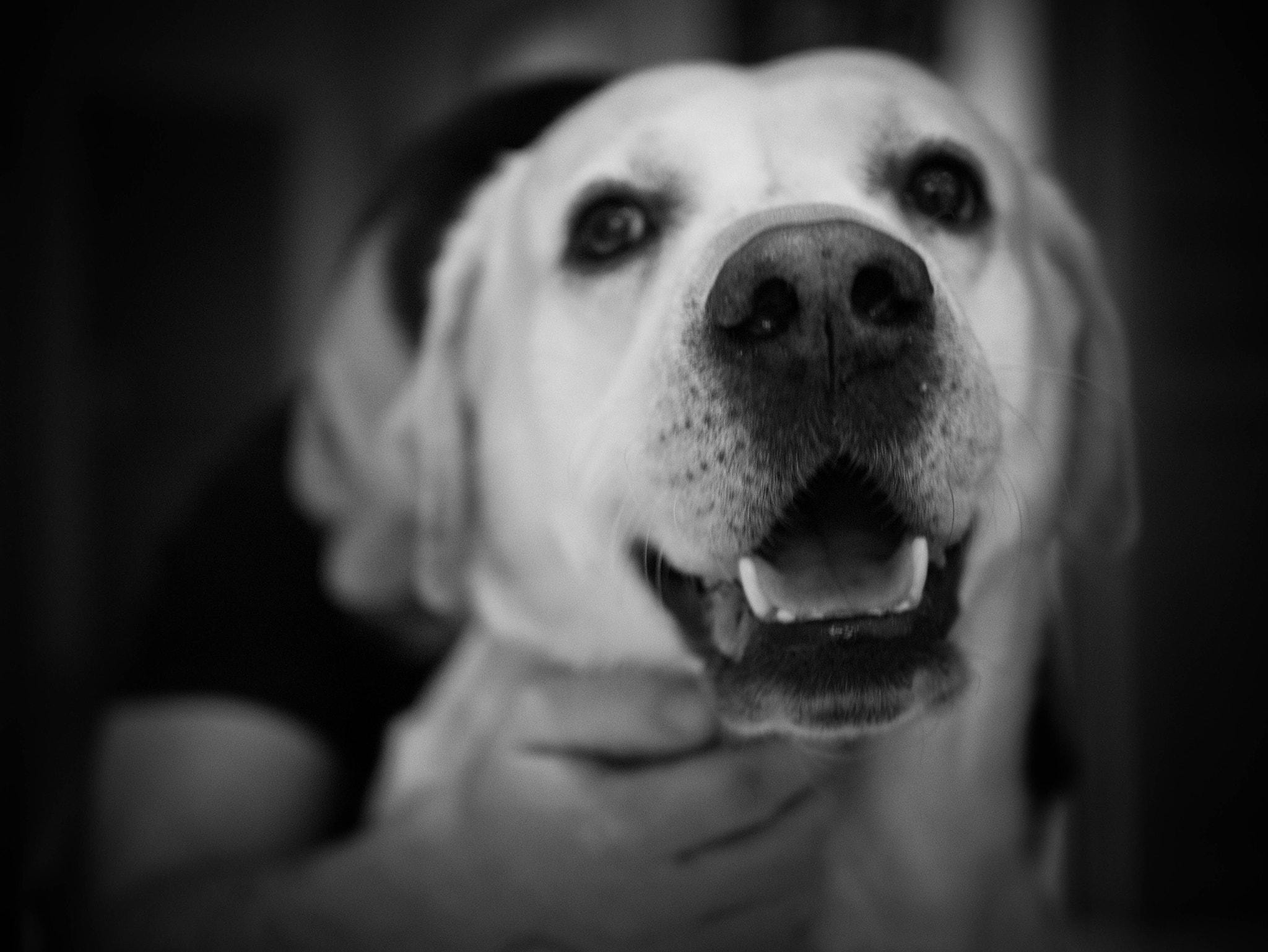 Panasonic Lumix DMC-G7 + Panasonic Leica DG Summilux 25mm F1.4 II ASPH sample photo. Mon chien reçoit le câlin d'un ami. photography