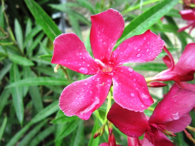 Canon PowerShot A3200 IS sample photo. Hd pink flower with waterdrops. photography