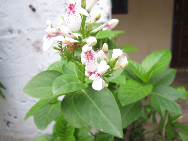 Canon PowerShot A3200 IS sample photo. Abstract photo view photography