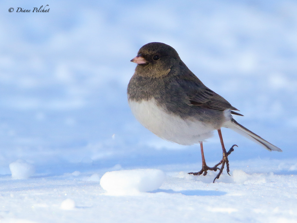 Canon EF 300mm F2.8L IS II USM sample photo. Dark-eyed junco photography