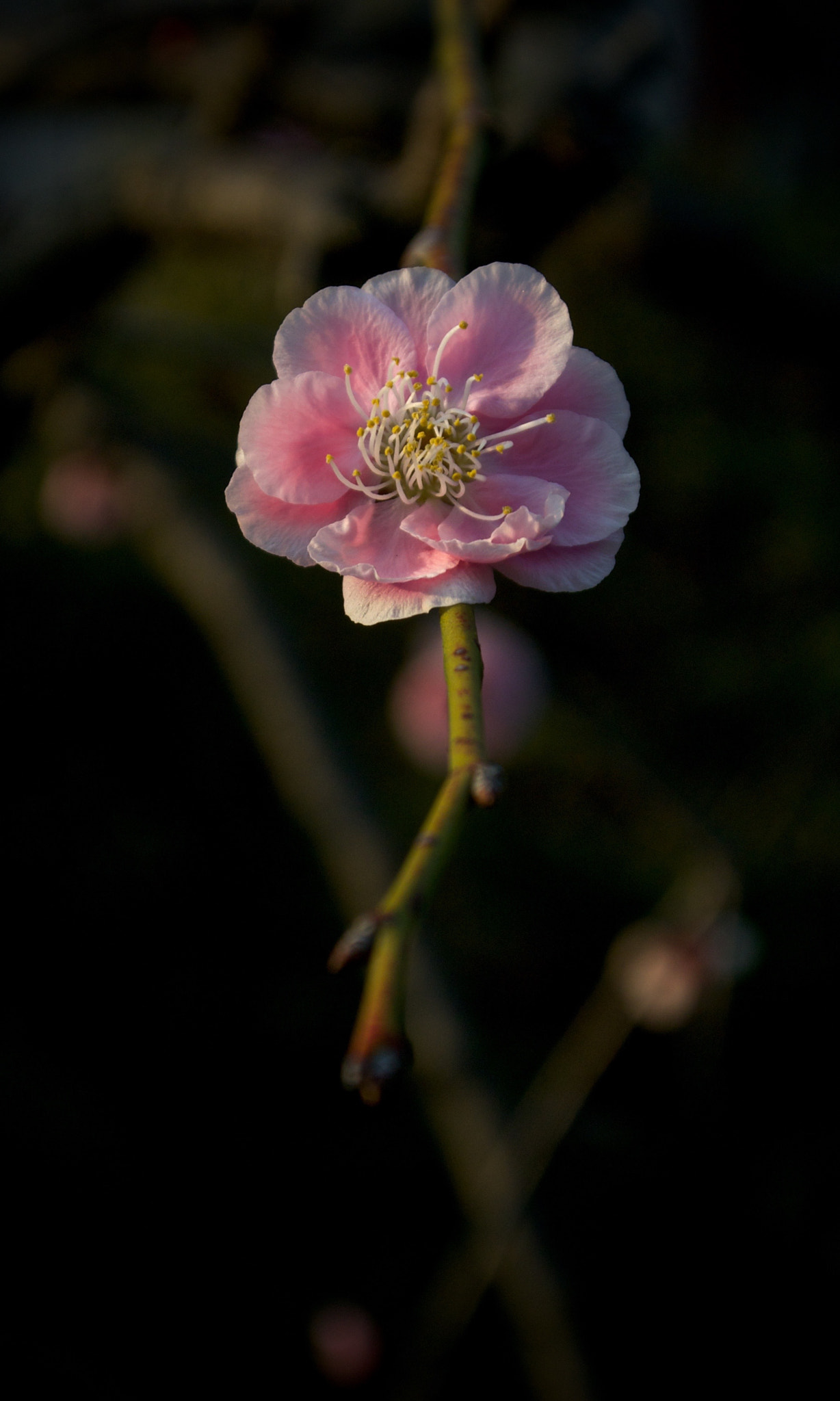 Nikon 1 J2 sample photo. Plum blossom (2) photography