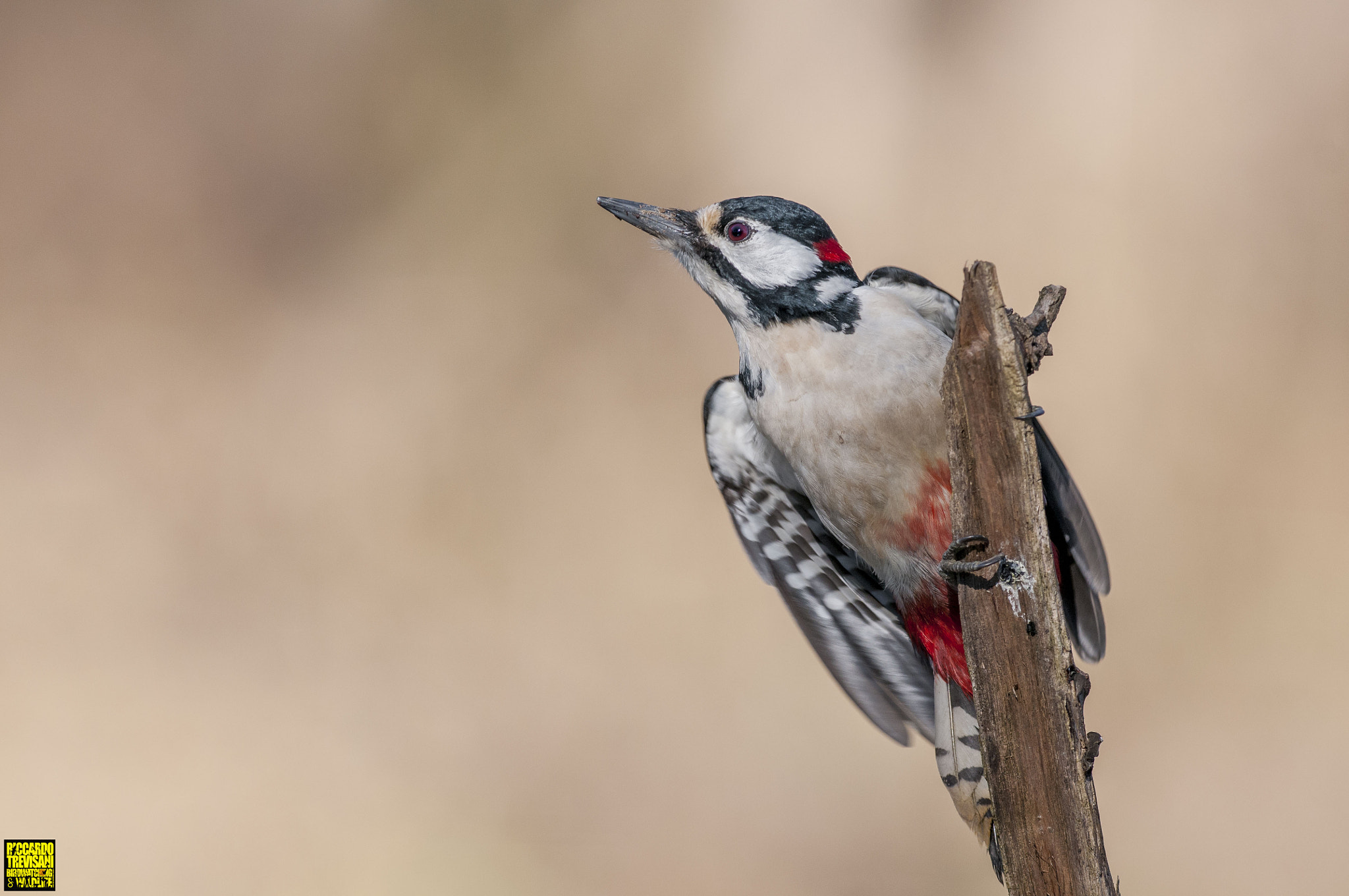 Nikon AF-S Nikkor 300mm F2.8G ED VR II sample photo. Take off photography