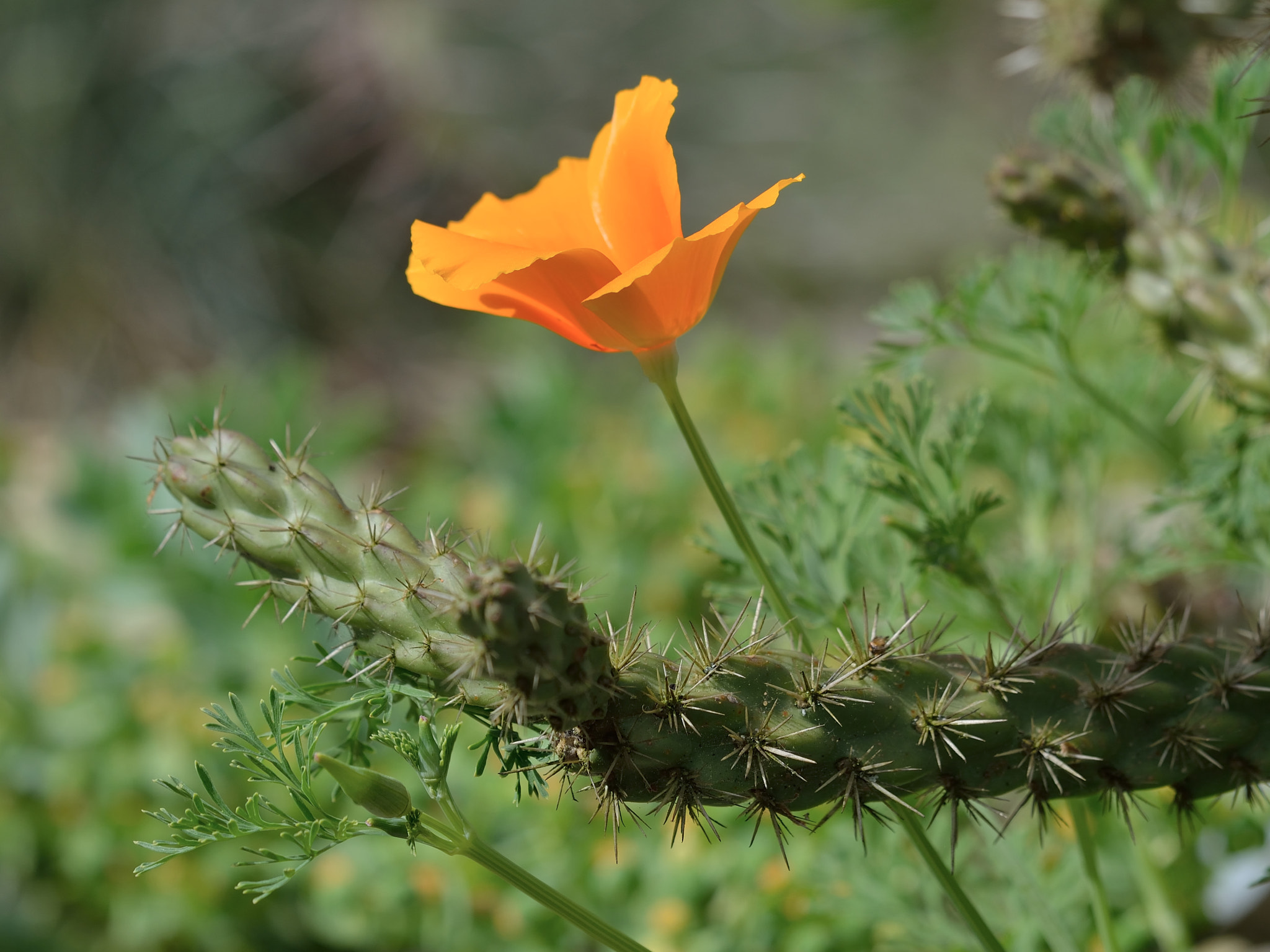 Sigma 150mm F2.8 EX DG Macro HSM sample photo. Poppy.jpg photography