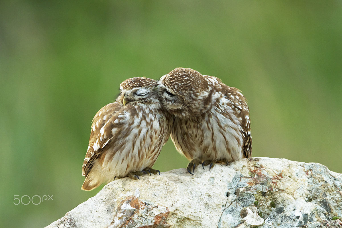 Canon EF 500mm F4L IS II USM sample photo. Love little owl. photography