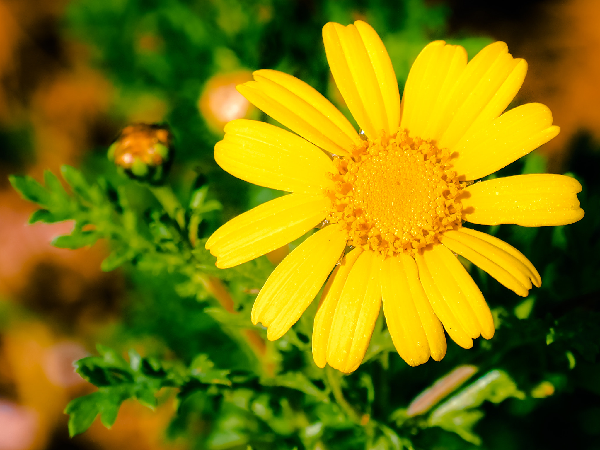 Olympus OM-D E-M10 sample photo. Little yellow daisy photography