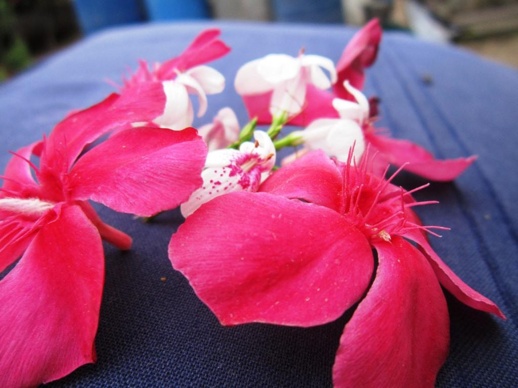 Canon PowerShot A3200 IS sample photo. Pink & white flower, stayed @place for focused. photography
