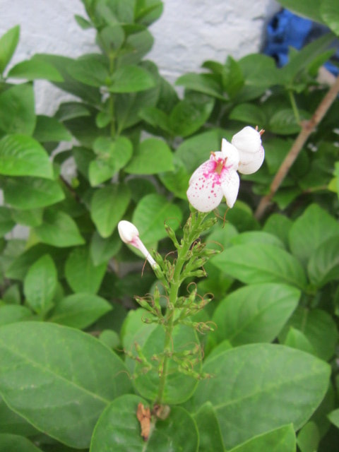 Canon PowerShot A3200 IS sample photo. Flower pic 2 photography