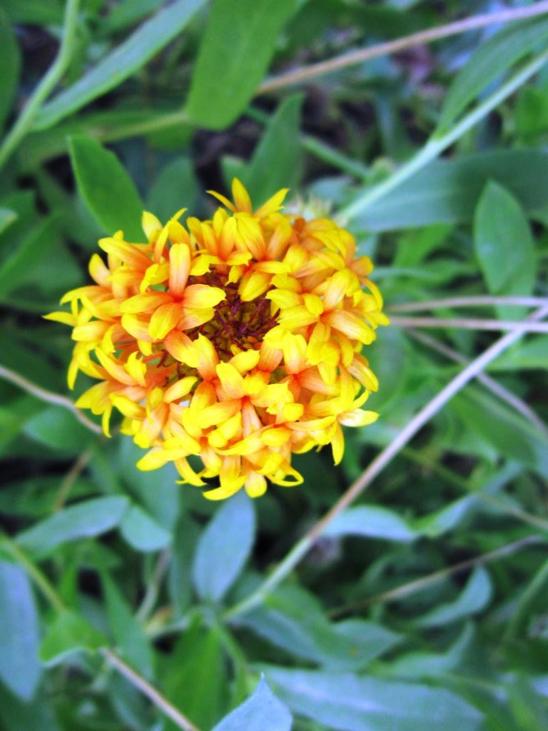 Canon PowerShot A3200 IS sample photo. Light yellow flower @my own farm. photography