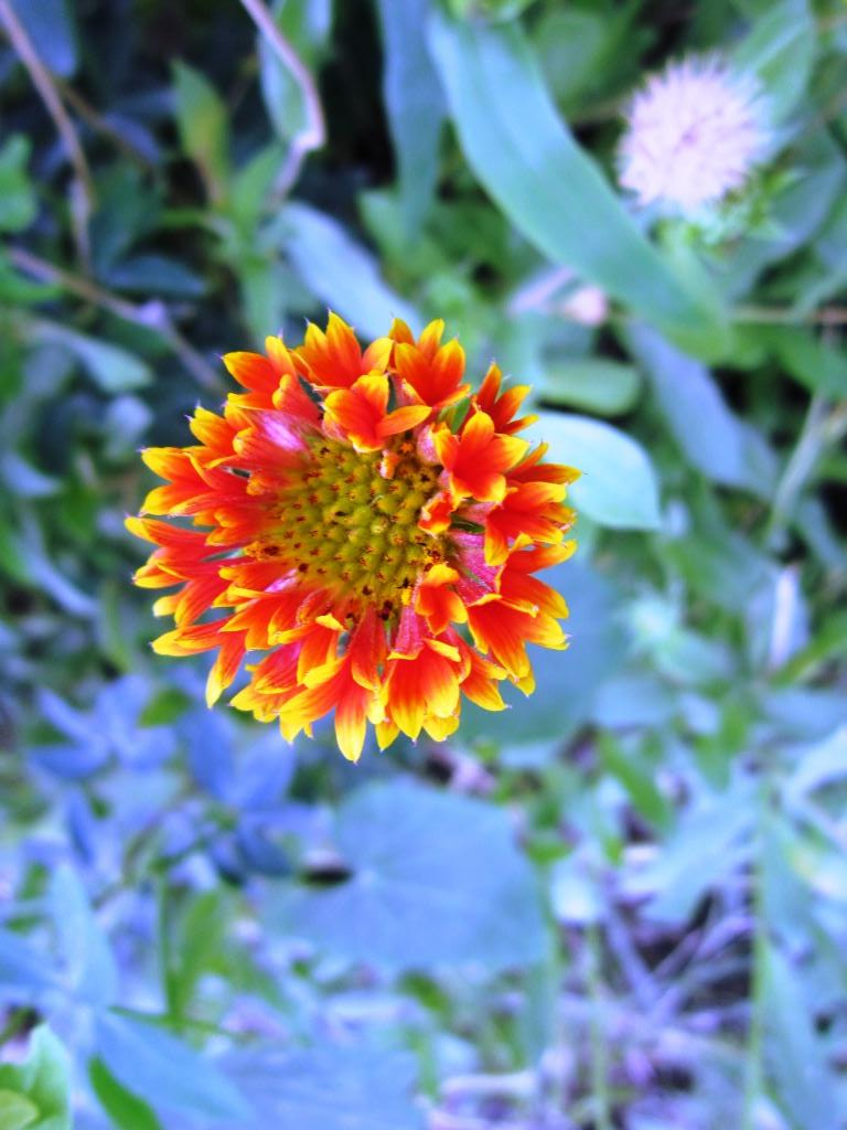 Canon PowerShot A3200 IS sample photo. Multicolor flower focused by me. photography