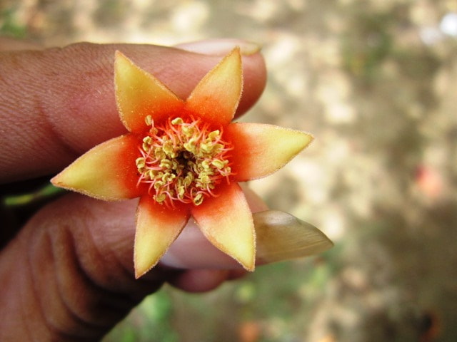 Canon PowerShot A3200 IS sample photo. Totally focused over flower with fingers. photography