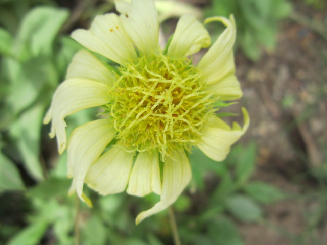 Canon PowerShot A3200 IS sample photo. Sweet yellow flower when feels lazy. photography