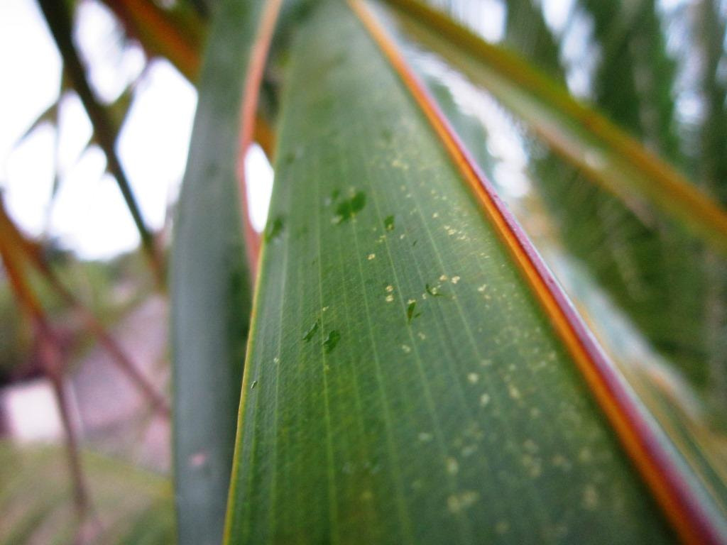 Canon PowerShot A3200 IS sample photo. Blur clearance by me over plant's leg. photography