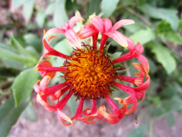 Canon PowerShot A3200 IS sample photo. Flower pic 1 photography