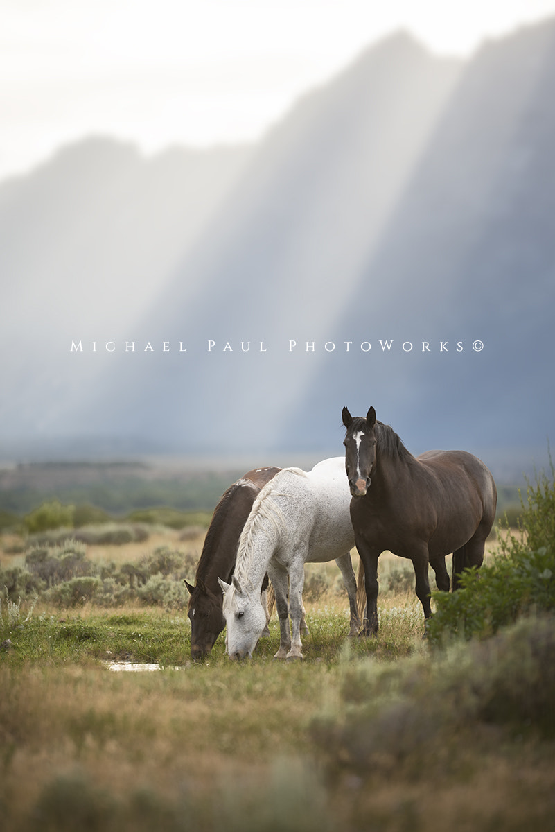 Nikon AF-S Nikkor 200mm F2G ED-IF VR sample photo. Www.facebook.com/michaelpaulphotoworks photography