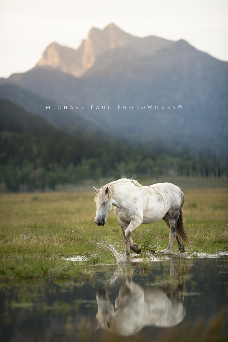 Nikon AF-S Nikkor 200mm F2G ED-IF VR sample photo. Www.facebook.com/michaelpaulphotoworks photography