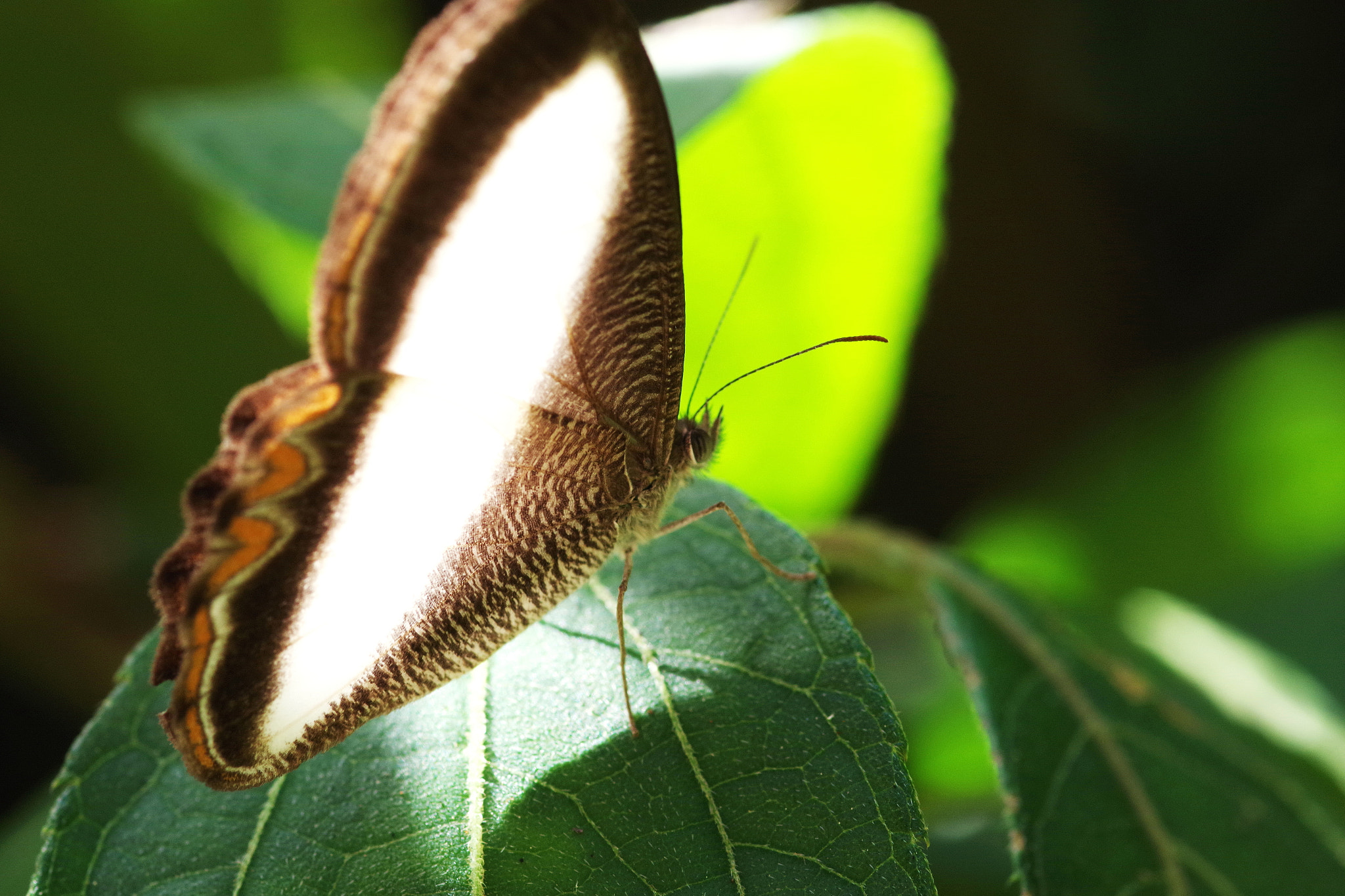 Pentax K-S1 + Sigma sample photo. Mariposa parque arví photography