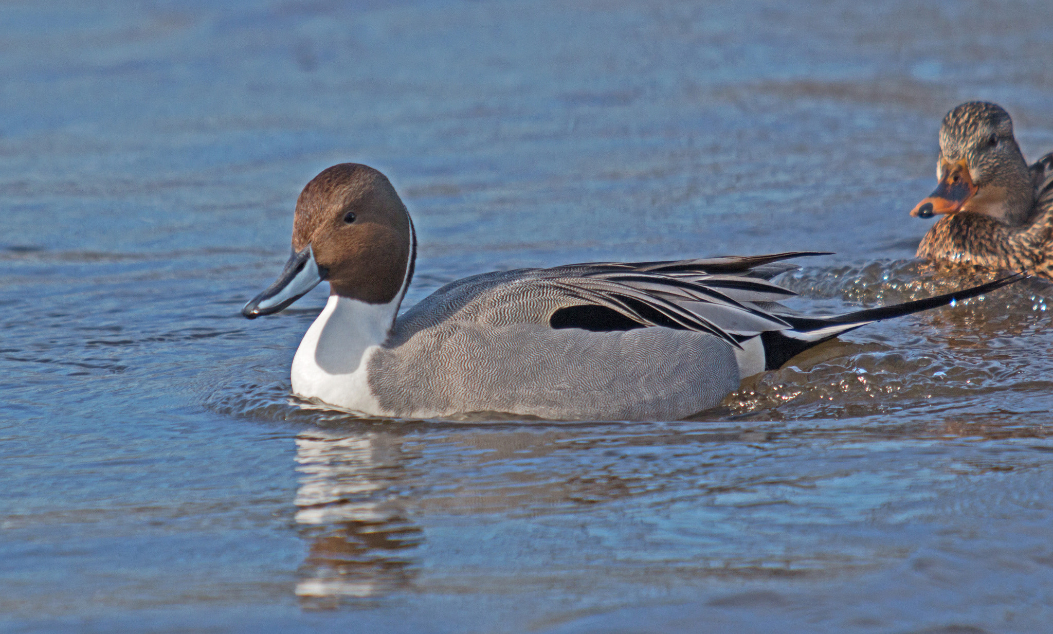 Canon EF 70-200mm F2.8L USM sample photo. Northern pintail duck photography