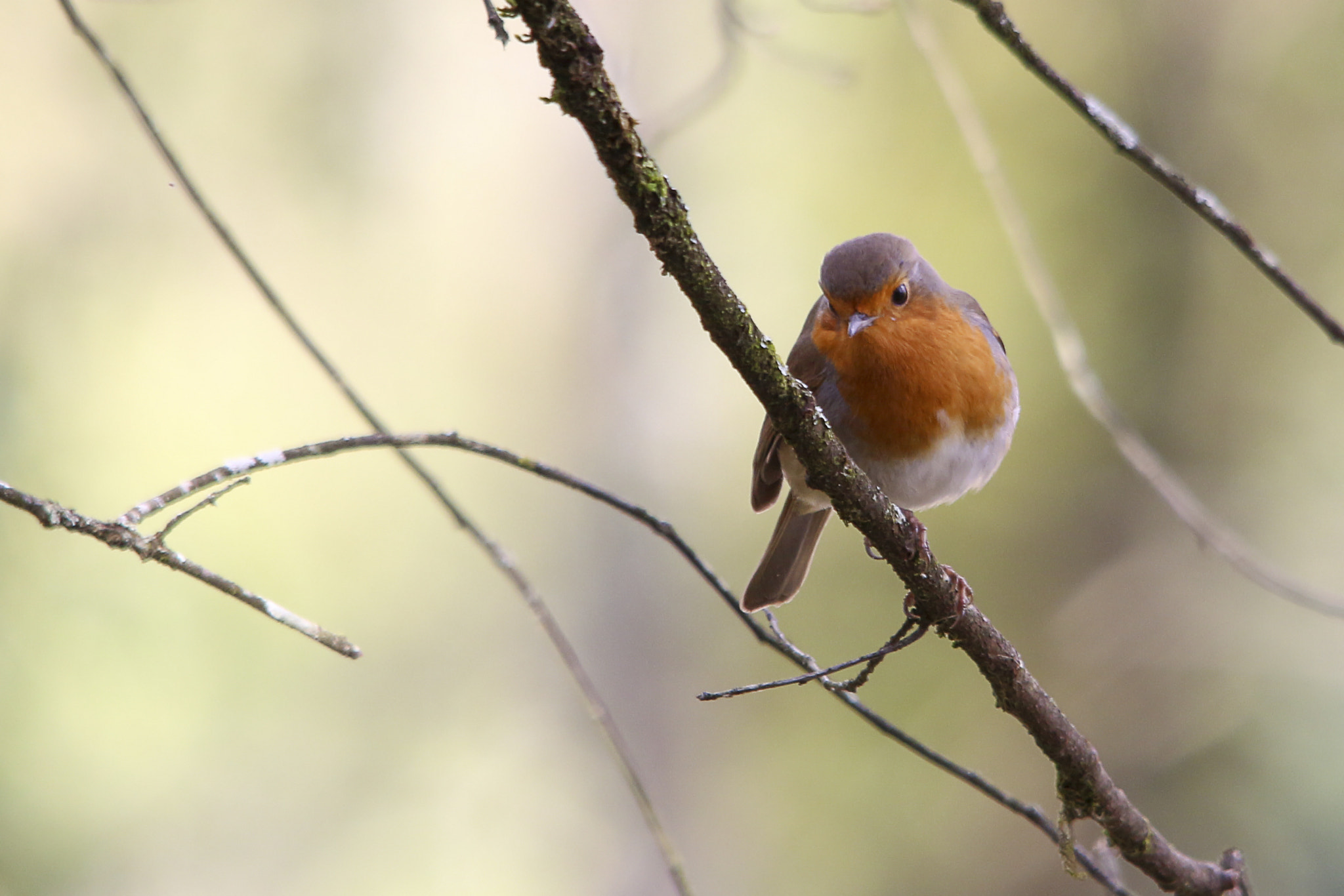 Sigma 150-500mm F5-6.3 DG OS HSM sample photo. Robin photography