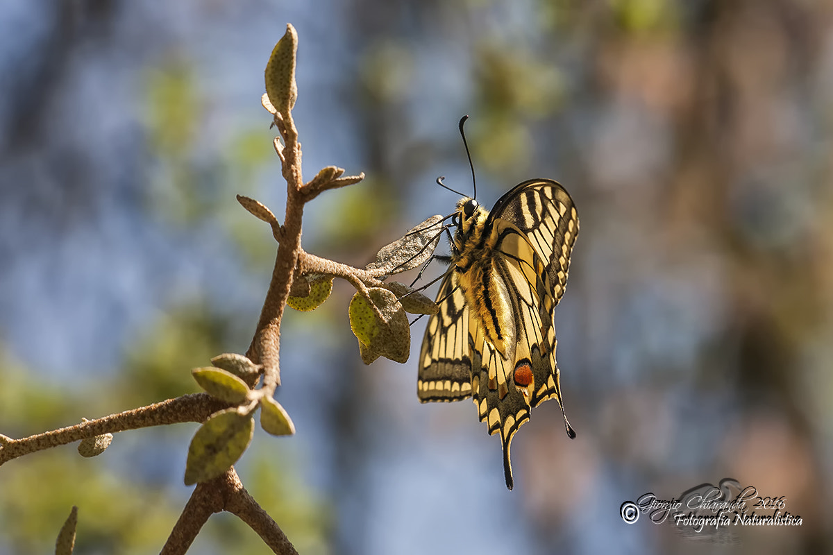 Canon EOS 40D + Sigma APO Macro 150mm f/2.8 EX DG HSM sample photo. Papilio machaon photography