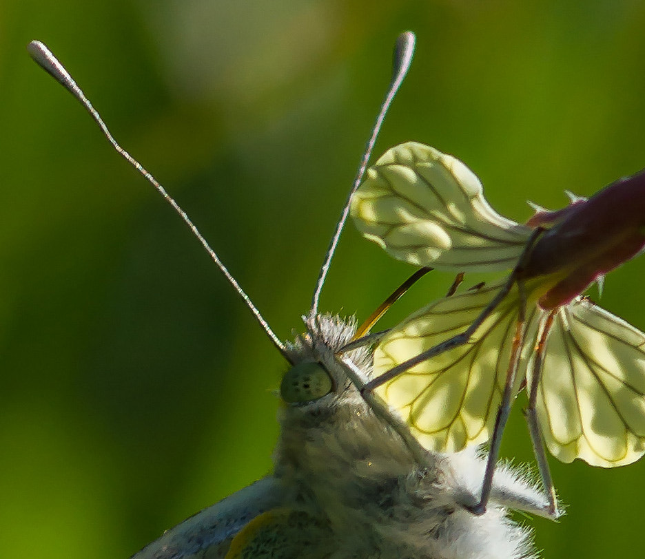 Canon EF 100mm F2.8 Macro USM sample photo. Butterfly... photography