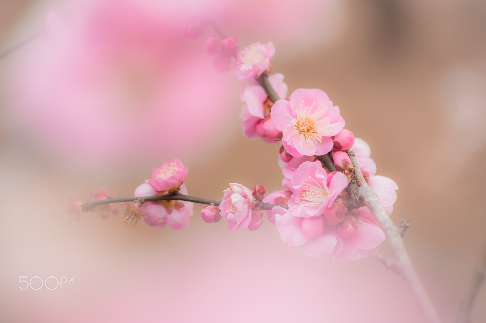 Fujifilm X-M1 + Fujifilm XF 60mm F2.4 R Macro sample photo. Plum blossoms photography