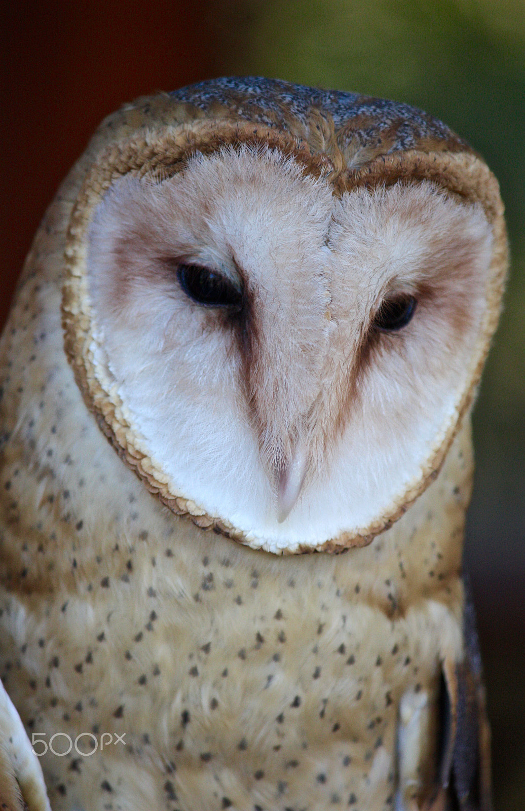 Canon EOS 450D (EOS Rebel XSi / EOS Kiss X2) sample photo. Barn owl photography
