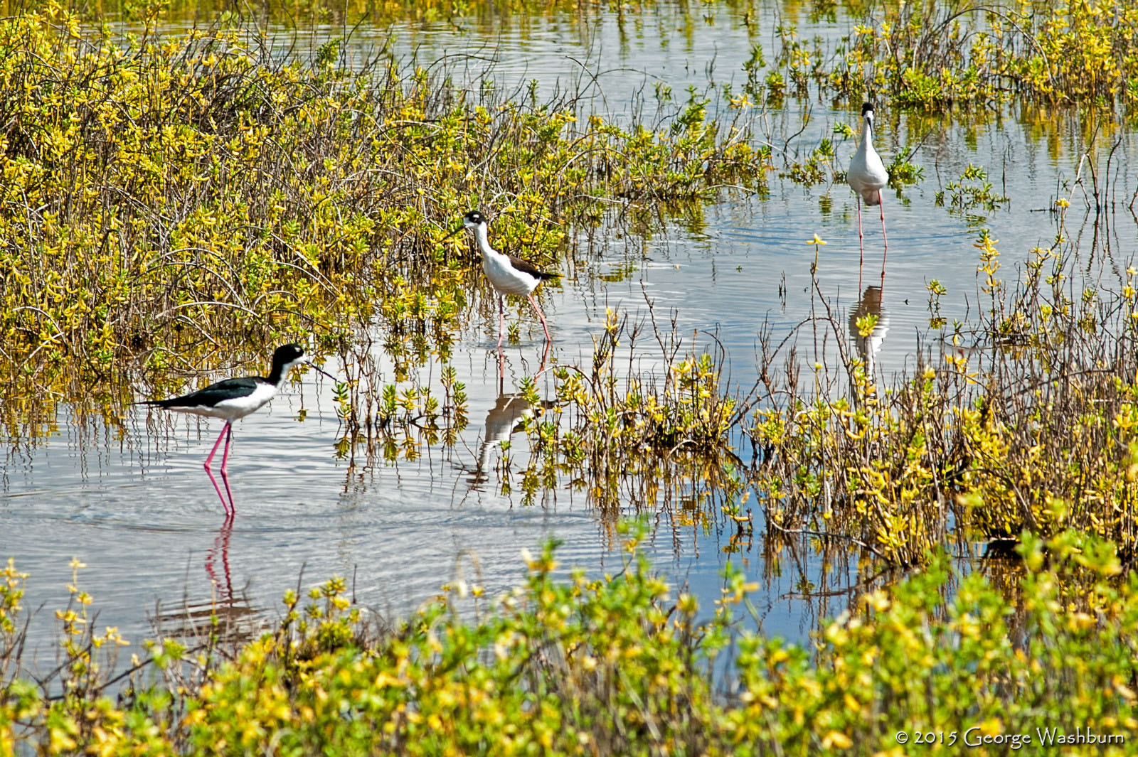 Nikon D700 + Nikon AF Nikkor 180mm F2.8D ED-IF sample photo. Kealia national wildlife refuge photography