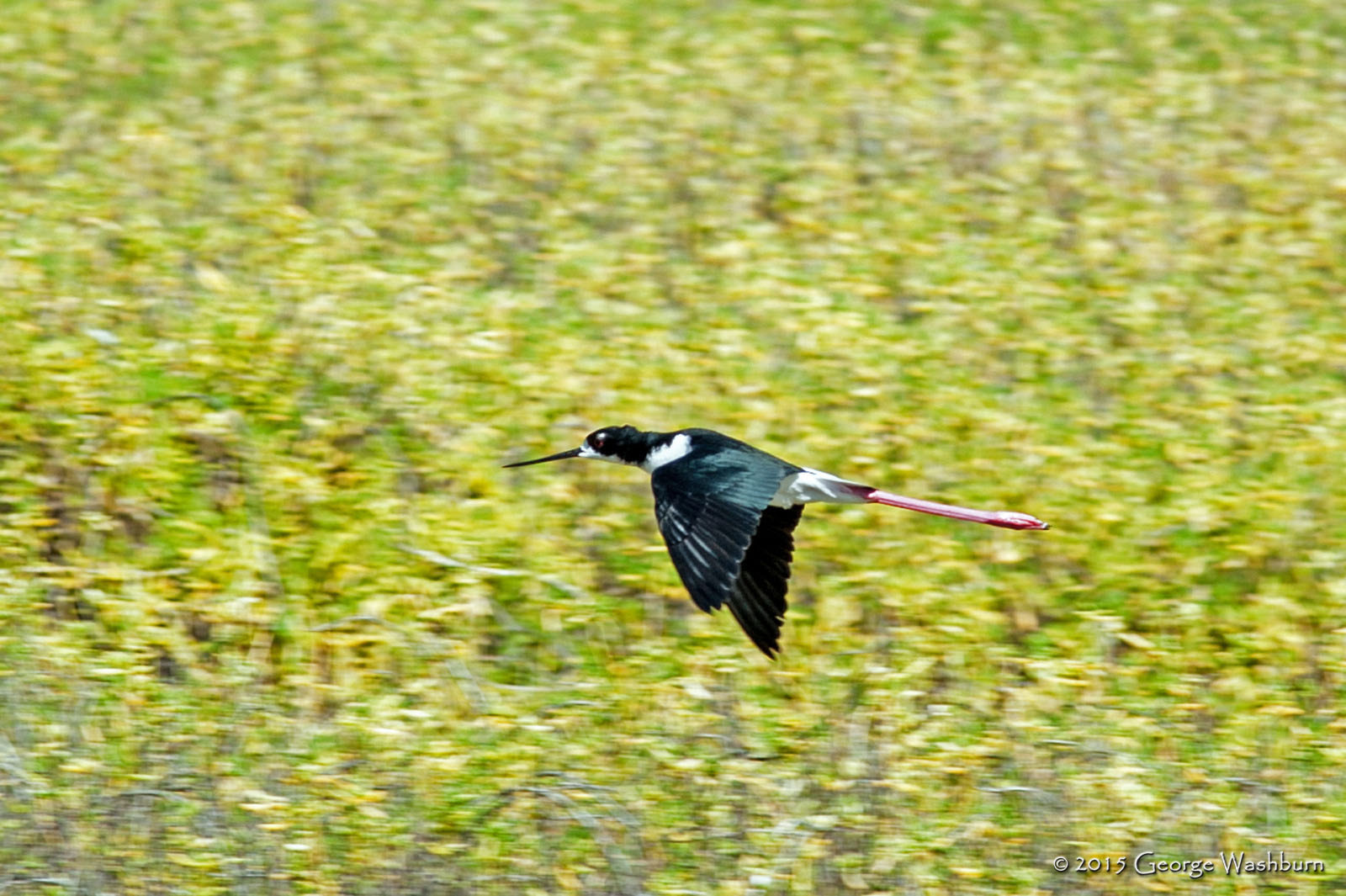 Nikon D700 + Nikon AF Nikkor 180mm F2.8D ED-IF sample photo. Kealia national wildlife refuge photography