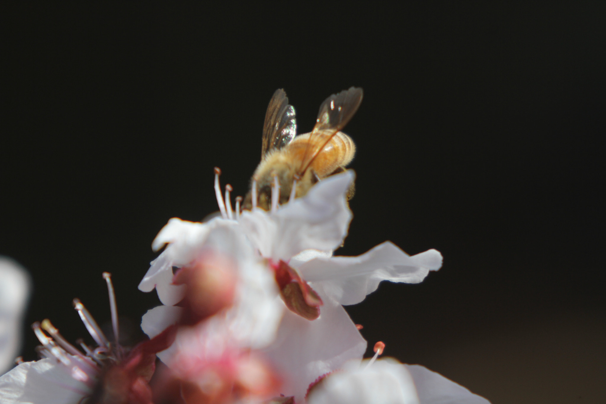 Canon EF 35-350mm F3.5-5.6L USM sample photo. Macro photography