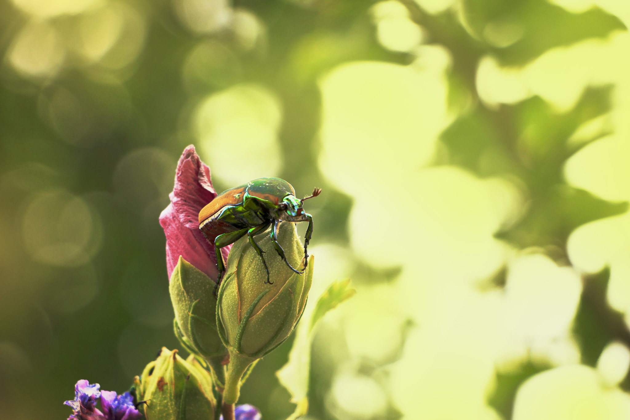 Canon EF-S 18-135mm F3.5-5.6 IS STM sample photo. Colorful beetle atop plants photography