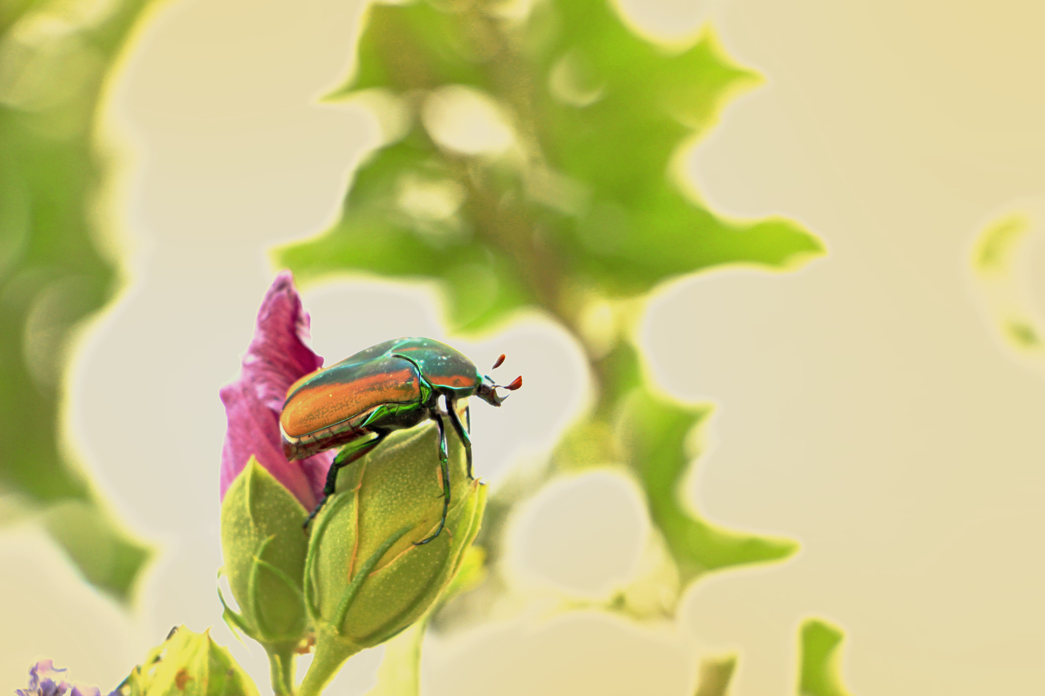 Canon EF-S 18-135mm F3.5-5.6 IS STM sample photo. Colorful beetle atop plants photography